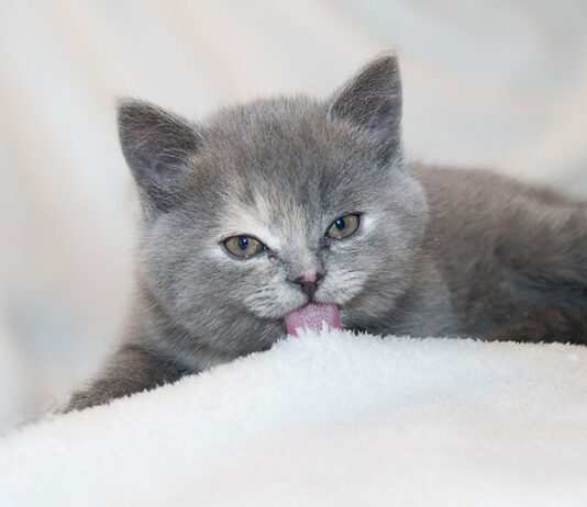 ile trwa ruja u kota