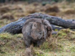 Po jakim czasie przestaje swędzieć głową po wszach?