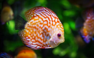 Co zrobić żeby rosły rośliny w akwarium?