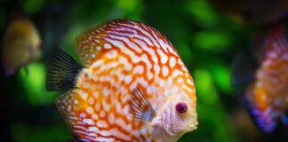 Co zrobić żeby nie była mętna woda w akwarium?