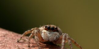 Ile waży skoczek do ubijania?