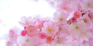 Jak poprawić kondycję roślin w akwarium?