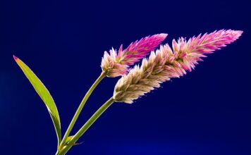 Czy elektryczny grzebień na wszy jest skuteczny?