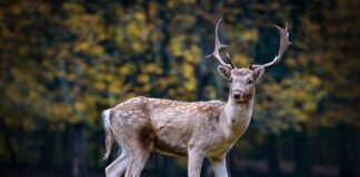 Co oznacza spadek ROE?