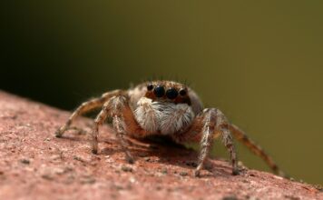 Jak działa skoczek?