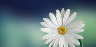 Co oznacza biały na fladze Polski?