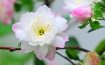 Ile jest rodzajów map?