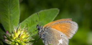 Po co jest gliceryną w manometrze?