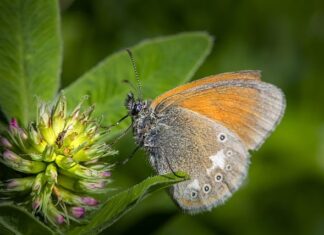 Po co jest gliceryną w manometrze?