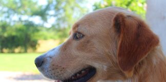 Co oznacza wywieszenie flagi?