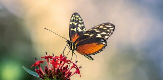 Jaki maszt do anteny?