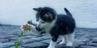 Jak postępować w przypadku ataku bronią biologiczna lub chemiczna?