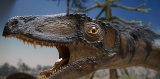 Jak eksponować flagę?