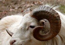 Jaką Menażka najlepsza?