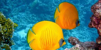 Ile można nurkować bez sprzętu?