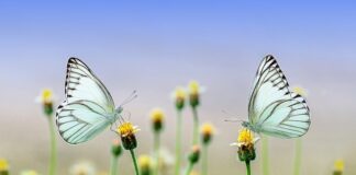 Dlaczego leci para z tłumika?