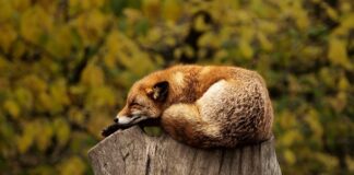 Co oznacza czerwona wskazówka na manometrze?